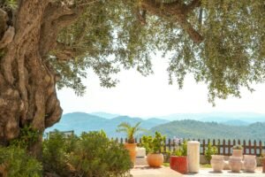 Charming garden with olive tree and potted plants overlooking serene mountain landscape.